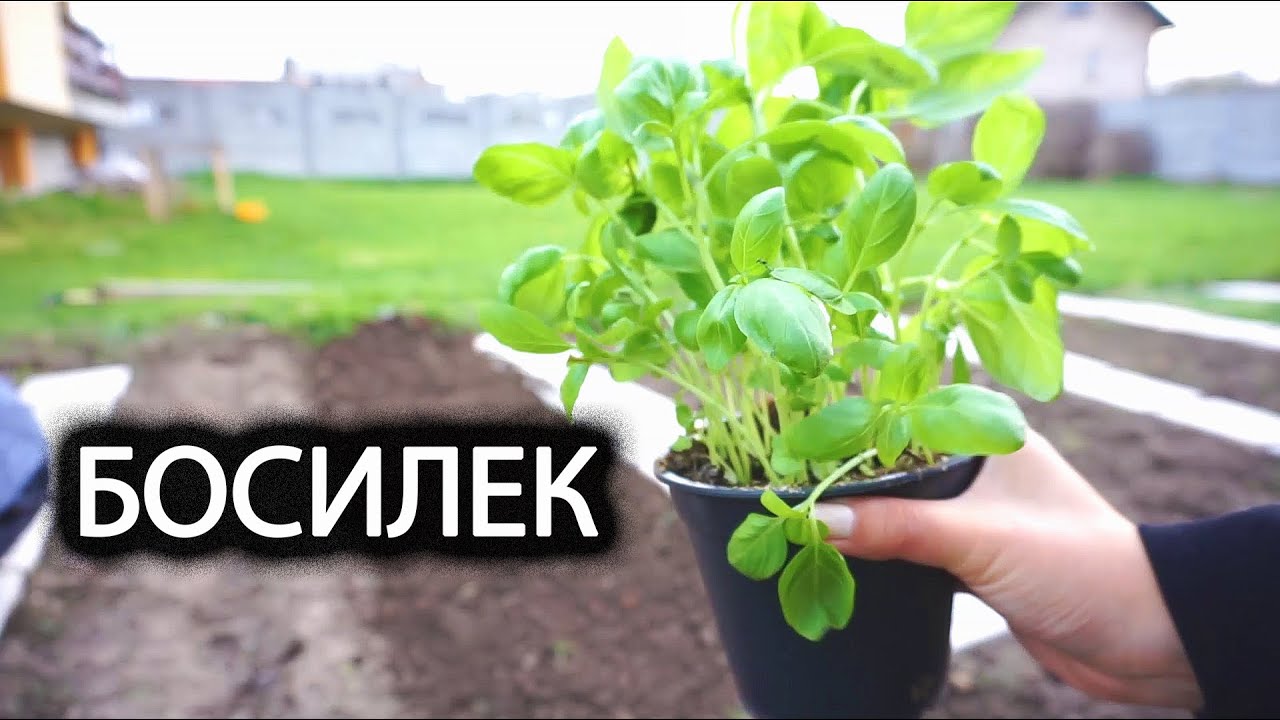 БОСИЛЕК - Засаждане и съвети за отглеждане | Пикиране и поливане на босилек |