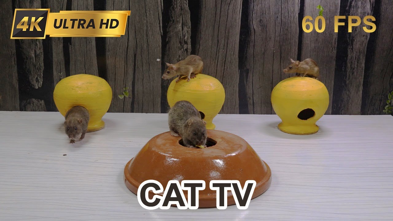 Cat TV mouse hide & seek Mice squabble fun over food Best Video for cats to watch 4k UHDR 8Hours