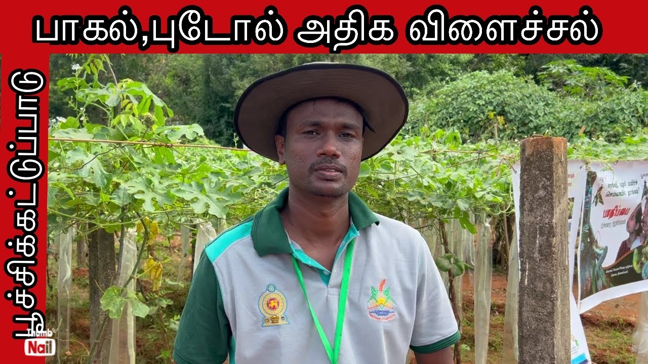 @A to Z Bitter gourd Growing &Cultivation | அசத்தல் ஓரே பந்தலில் பாகற்காய் & புடோல் வளர்ப்பு