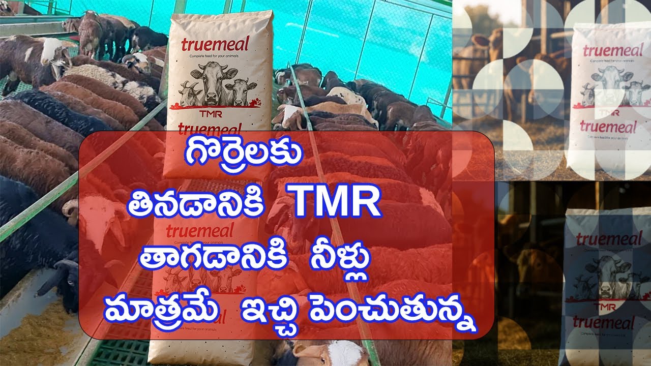 Healthy Sheep with TMR. గొర్రెలకు తినడానికి  TMR, తాగడానికి  నీళ్లు మాత్రమే  ఇచ్చి పెంచుతున్న