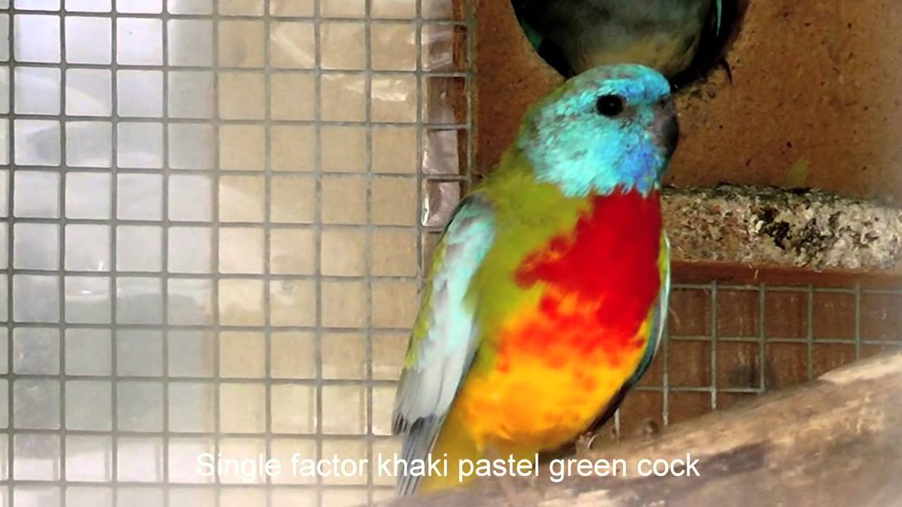 scarlet chested parrot   steven marven 1280x720