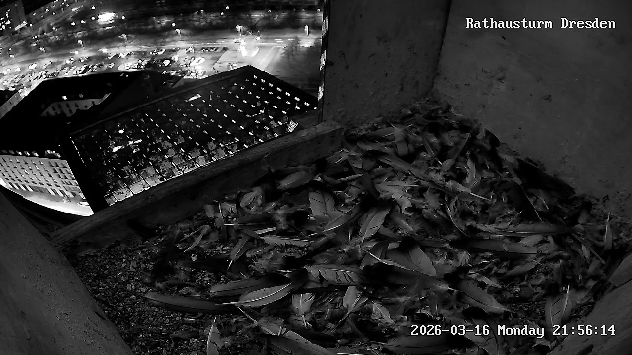 Wanderfalken im Rathausturm Dresden