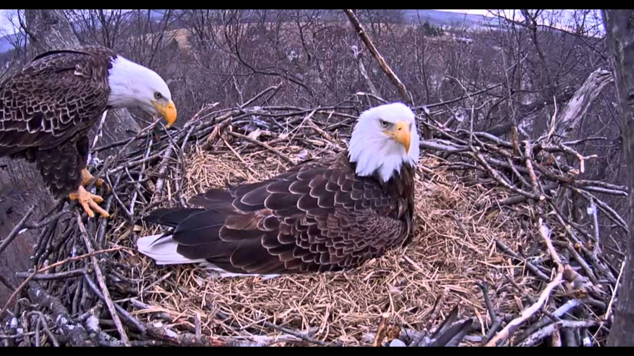 Hanover, PA Eagles - Dad arrives for his first look at the baby - 03-24-15