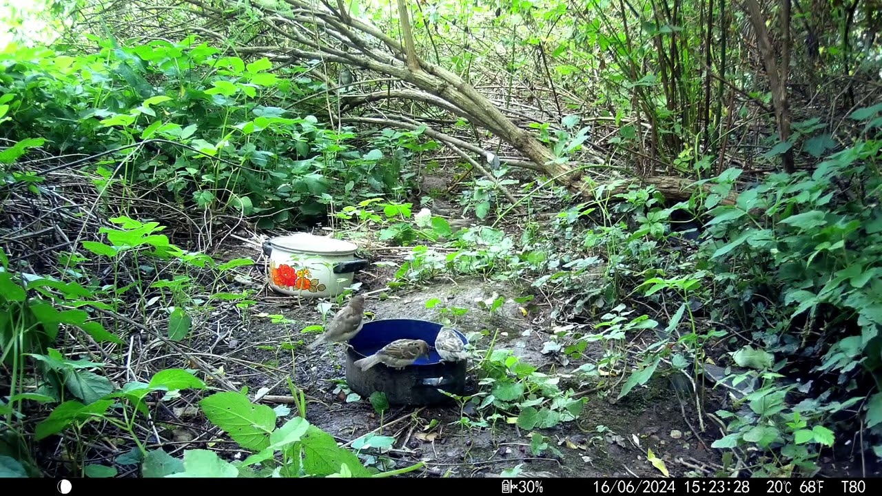 Trailcam 044 Bird Bath Part5