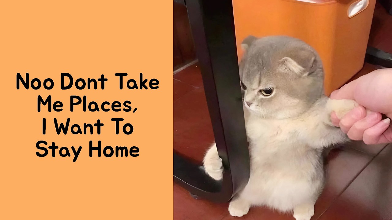 50 Times Cats Were So Goofy, Owners Thought They Glitched (Cat Virus.exe Edition)