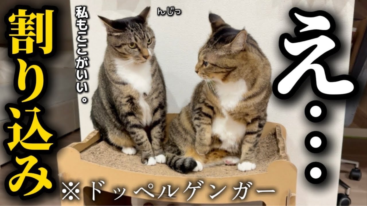 自分とそっくりの新入りが自分と全く同じ割り込み方をして来て混乱する元ボス猫