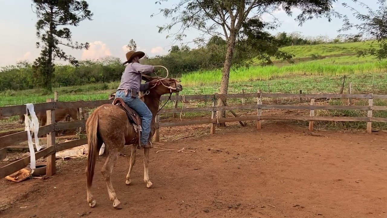 “Como controlar uma Mula que se joga e pula o Redondel”