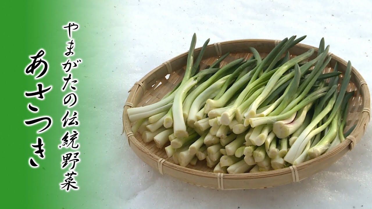 山形の冬の伝統野菜「あさつき」