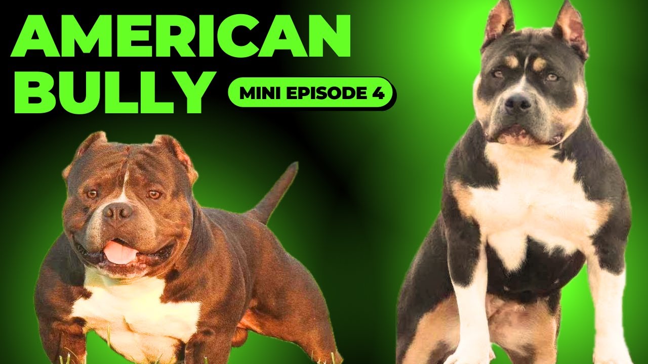 Mini Episode 4: American Bully - Nikki Holcomb from Simply Bullies