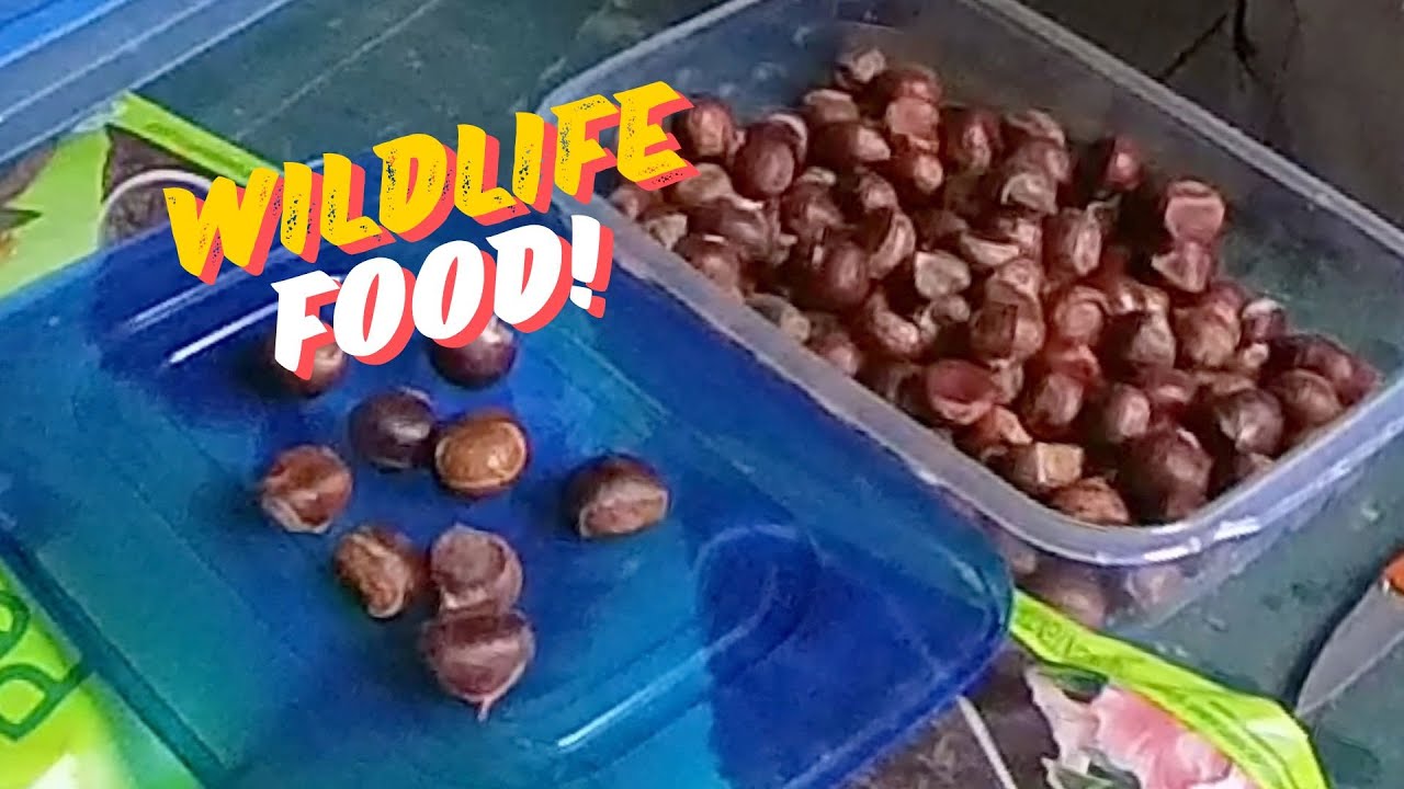 Chestnut Seed Stratification