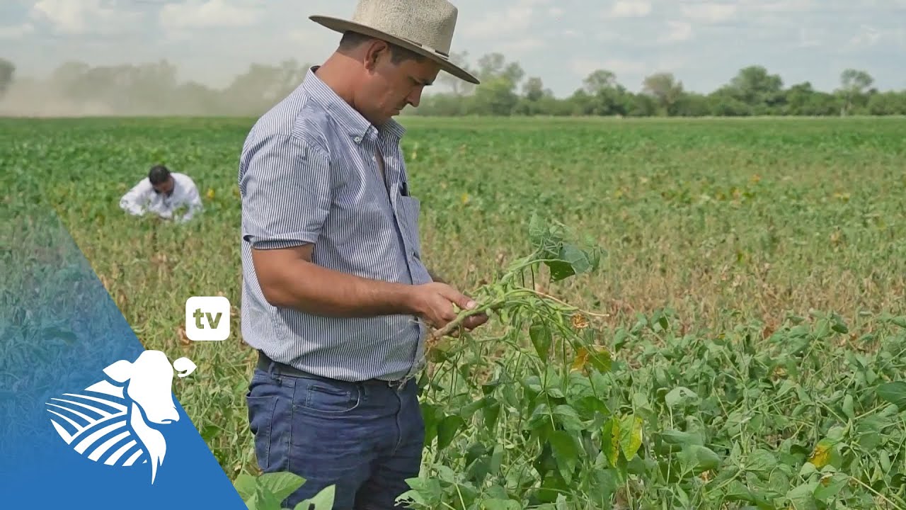 Cobertura de sudán negro en rotación con cultivo de soja | #254