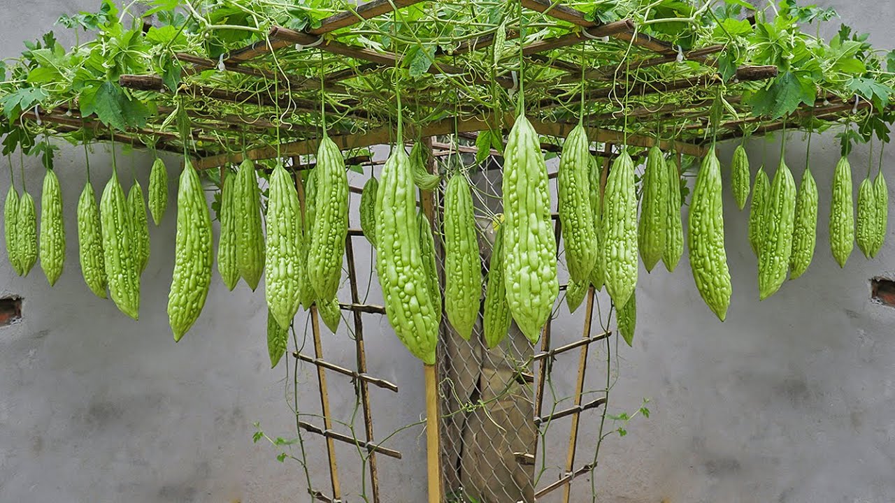 The secret to growing bitter melon for a lot of fruit, tips for growing bitter melon in tires