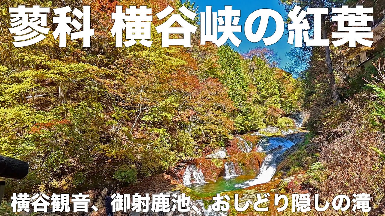 蓼科 横谷峡の紅葉 2025年10月23日 横谷観音、御射鹿池、おしどり隠しの滝