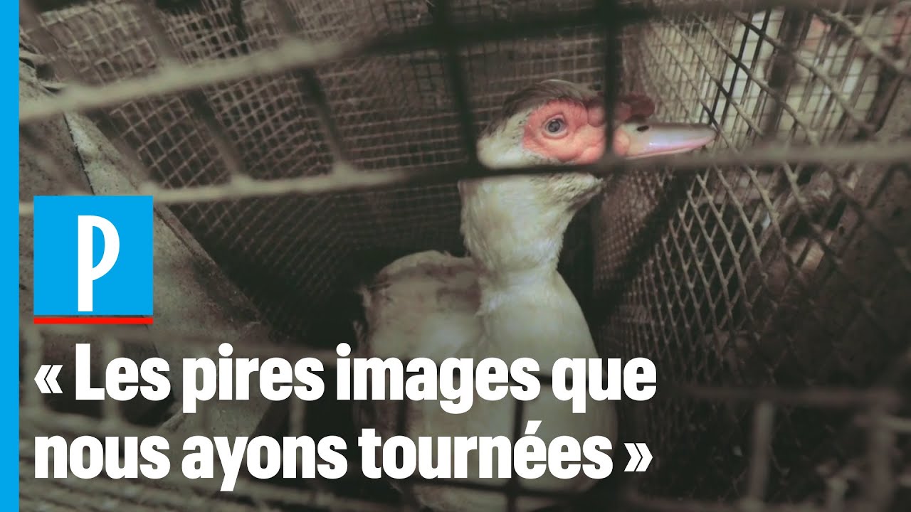 L214 : les nouvelles images choc dans un &eacute;levage de canard