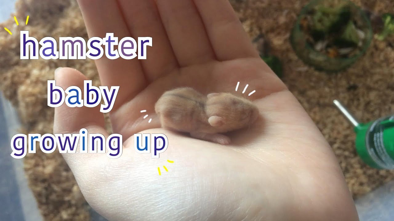 hamster babies growing up [1-30]