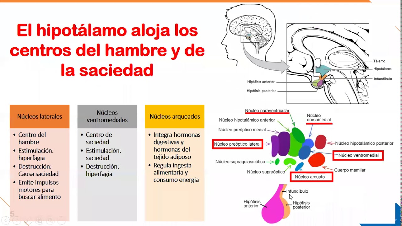FISIOPATOLOGÍA - Semana 5 - Obesidad y Diabetes mellitus