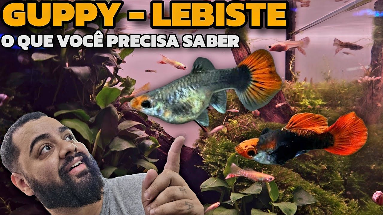 GUPPY - LEBISTES: O QUE VOCÊ PRECISA SABER ANTES DE COMPRAR!