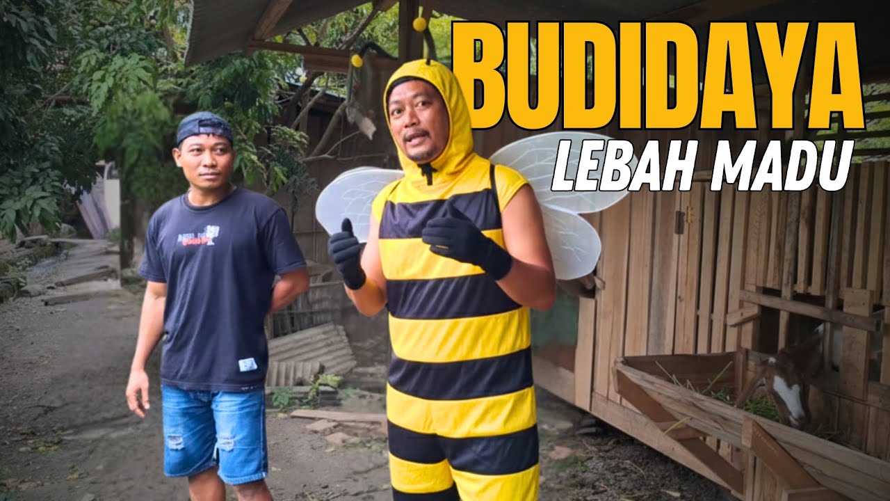 MENCOBA BUDIDAYA LEBAH HUTAN // ROYAL JELI JAMU VITALITAS HOT