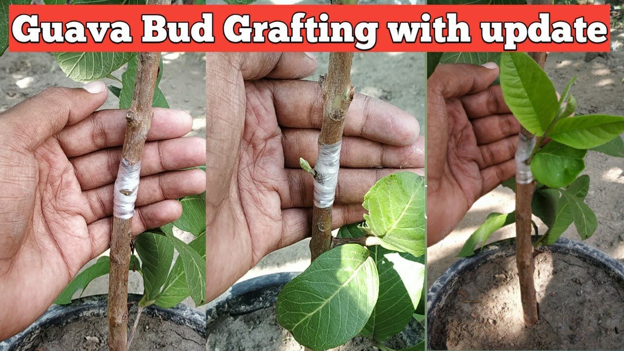 Guava Plant Bud Grafting Or Eye Buding