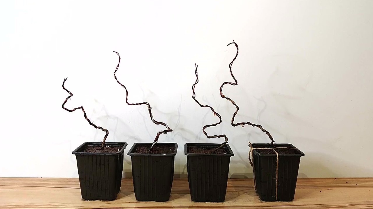 Proyectos NUEVOS con Plantones de Arce Palmatum Deshojo - BONSAI