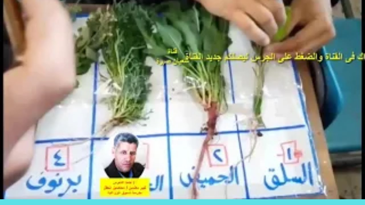 العرض العملى الشامل لمادة محاصيل الحقل  للصف الثالث الزراعى للأستاذ  أحمد عشوش