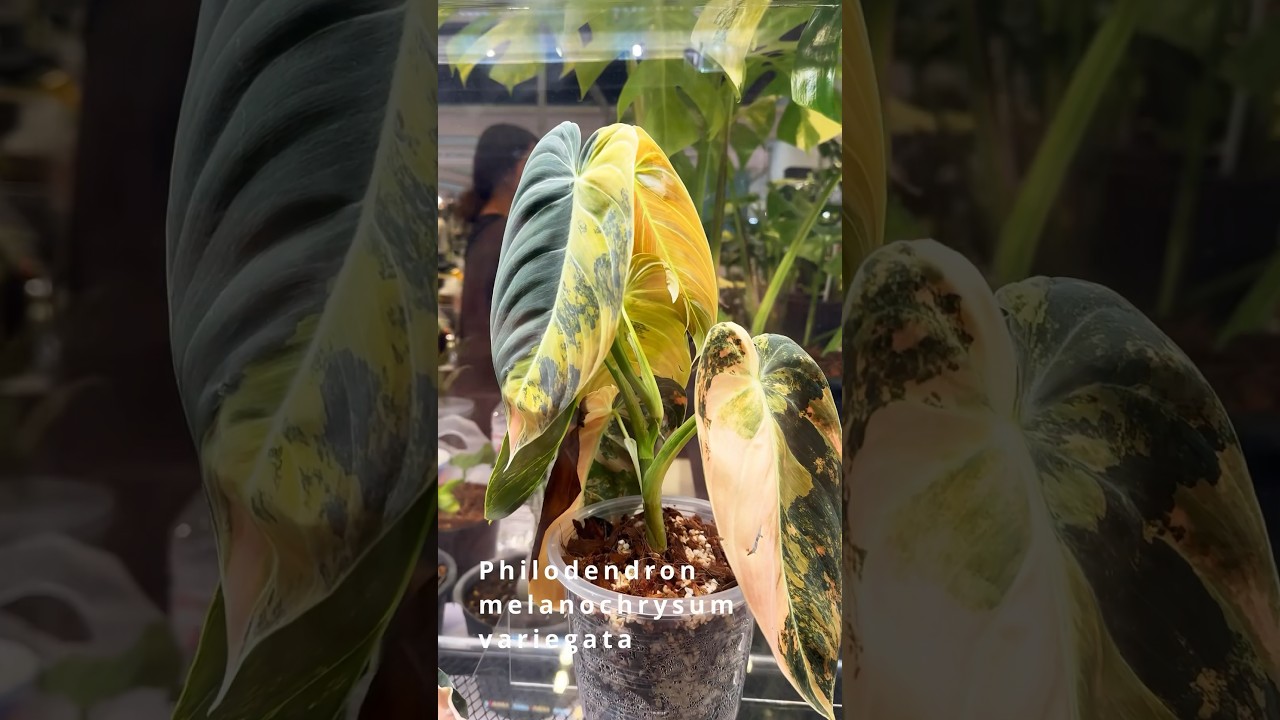 Philodendron 2.0 | NEW! Hybrids Variegated and Tricolor Beauties!