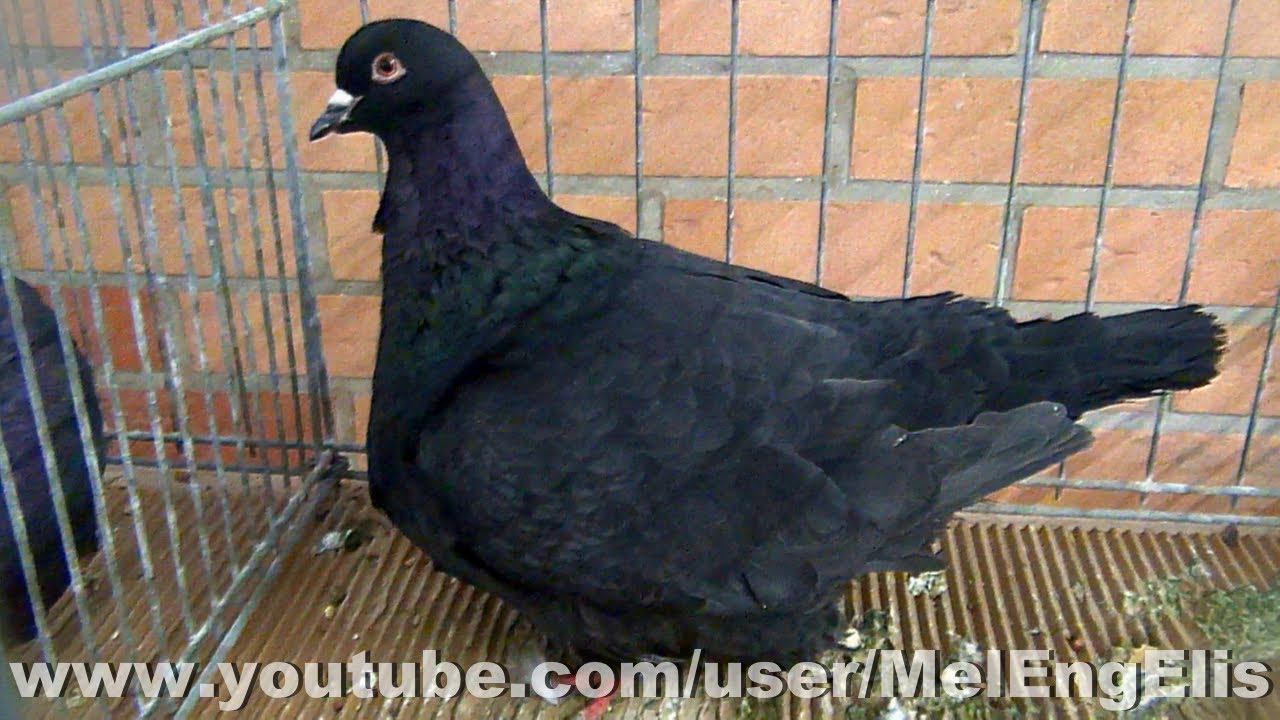 Mâle Adulte Pigeon Mondain noir - Nœux-les-Mines 2026