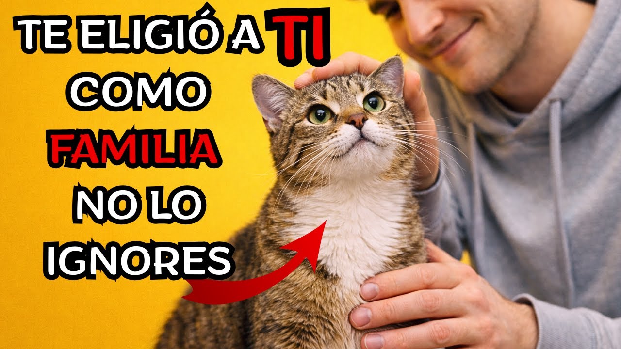 10 señales de que tu gato te ve como FAMILIA… la #10 te hace verlo distinto