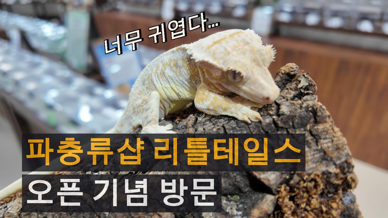 화정역 파충류샵 리틀테일스🦎 친한 동생이 오픈해서 다녀와봤어요 !!