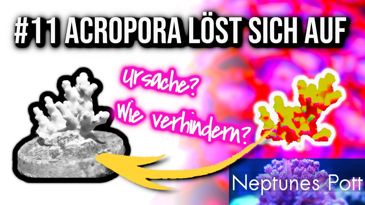 Acropora löst sich auf - Ursache? - Wie verhindern? | RTN Rapid Tissue Necrosis