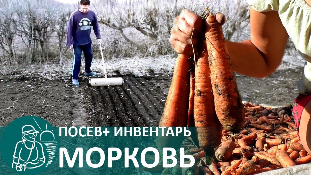 Посадка моркови 🥕 Посев и выращивание овощей по технологии Гордеевых