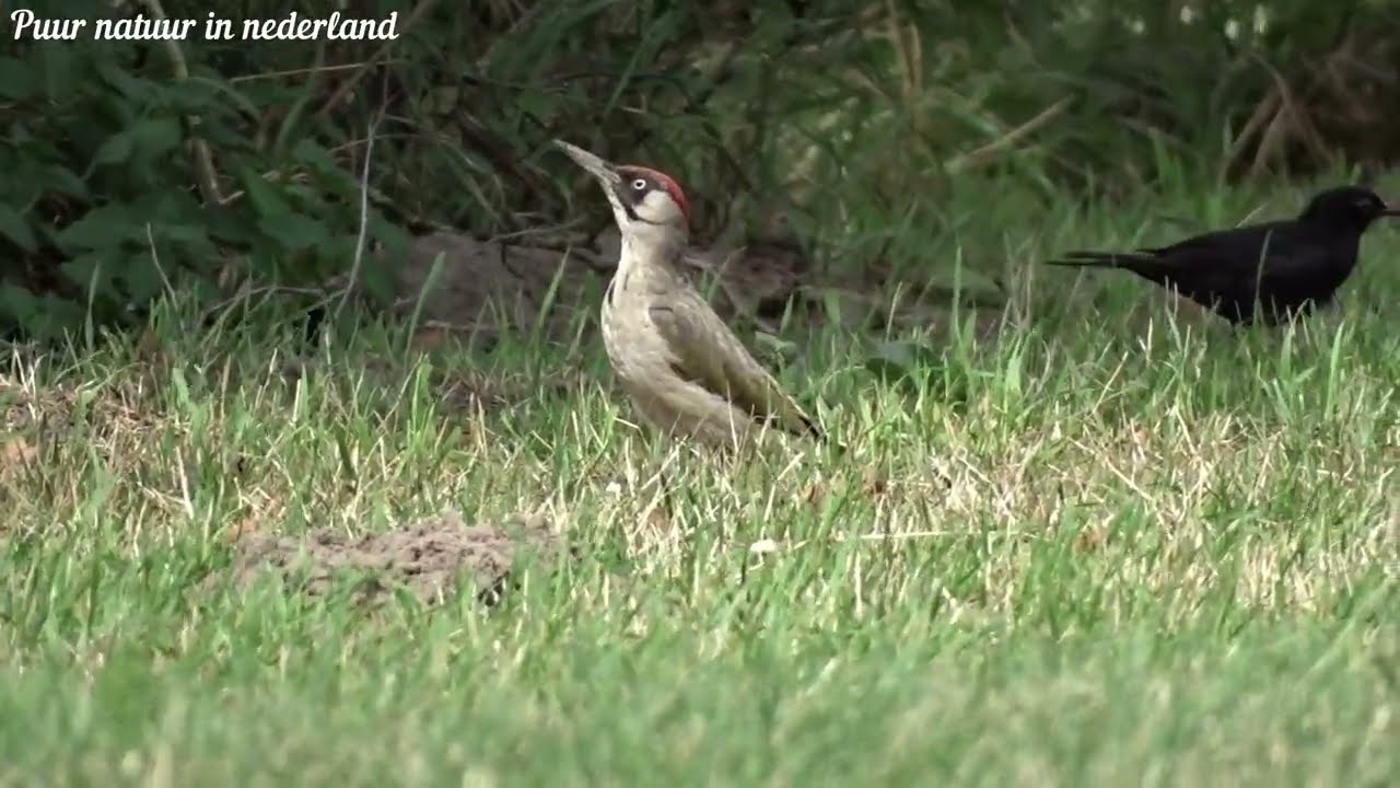 Groene specht op zoek naar voedsel European green woodpecker looking for food
