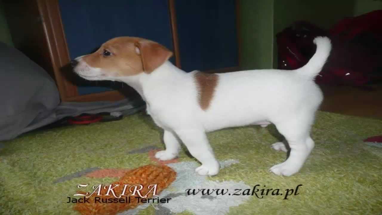 ZAKIRA Jack Russell Terrier mądry pies