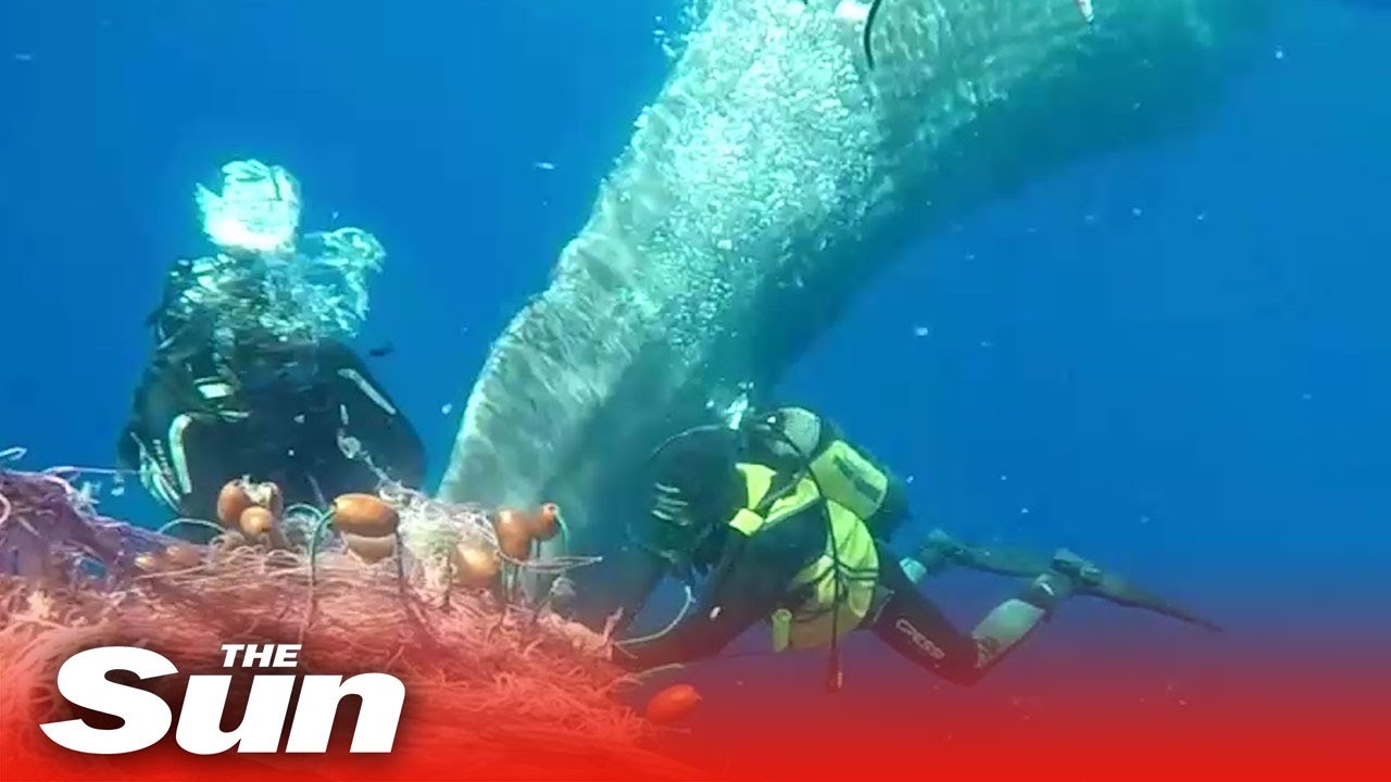 Italian coastguard rescue a sperm whale from a fishing net off the coast of Lipari, Italy