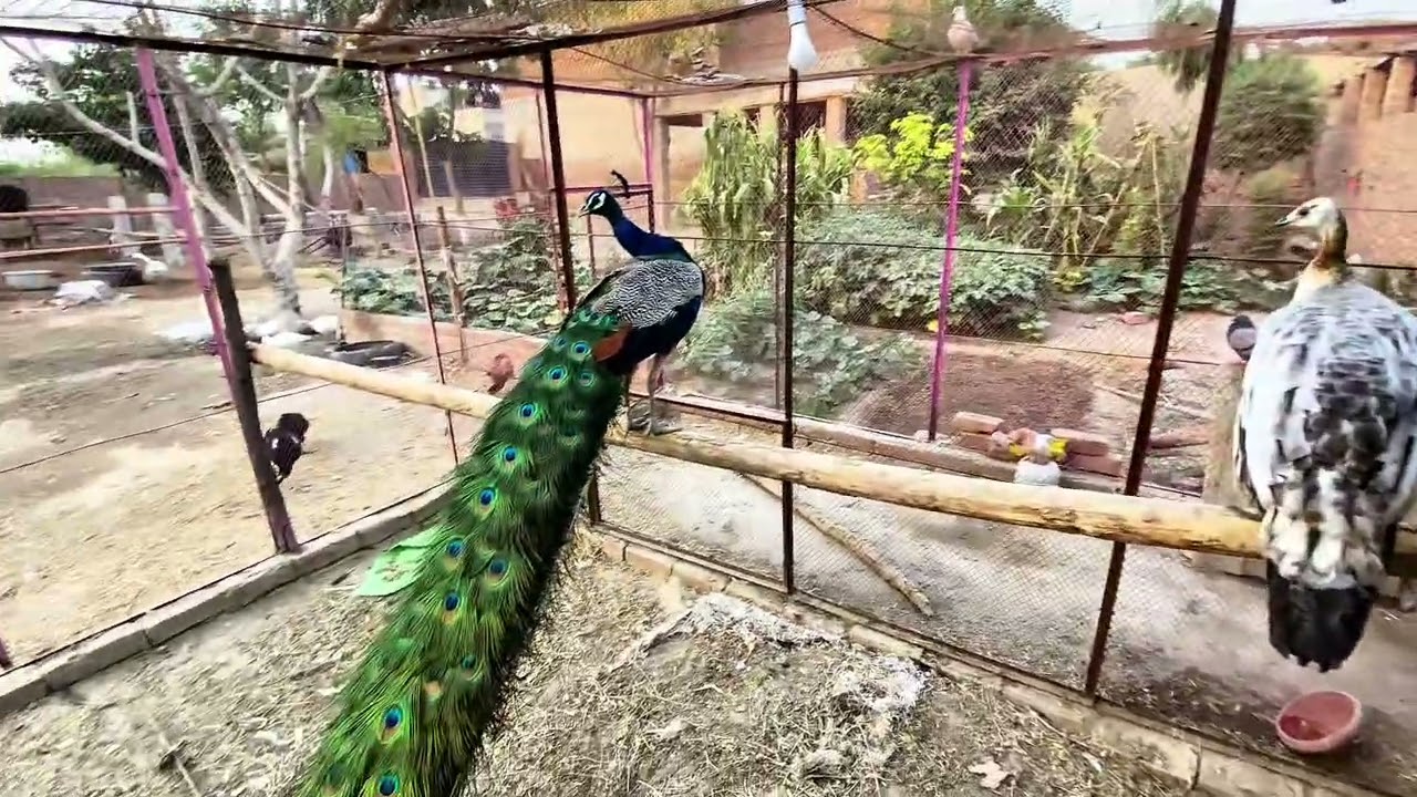 New born peacock baby thori c ghaflt ki waja Say Expair hogya 💔😱