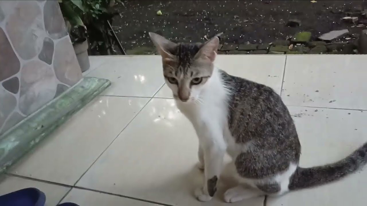 Mainan Sama Kucheng