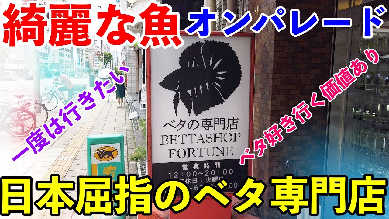 【アクアリウム】日本屈指のベタ専門店に突撃！（ベタショップ フォーチュン 2022年8月