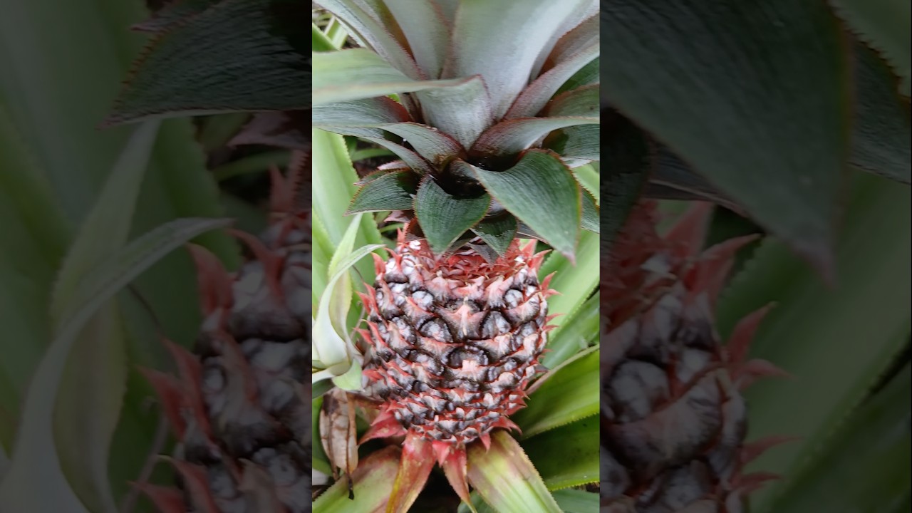 NANAS ASLI NUSA PENIDA|BALI 