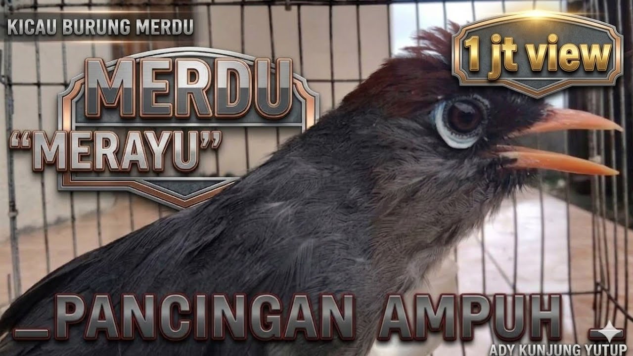 Kicau Burung Poksay Mandarin Gacor Full_Pancingan Ampuh