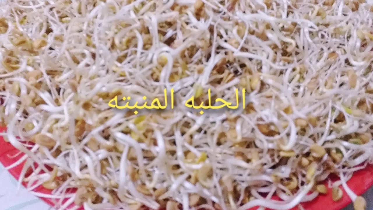طريقه تنبيت الحلبه/الحلبه المنبته بأسهل واضمن الطرق