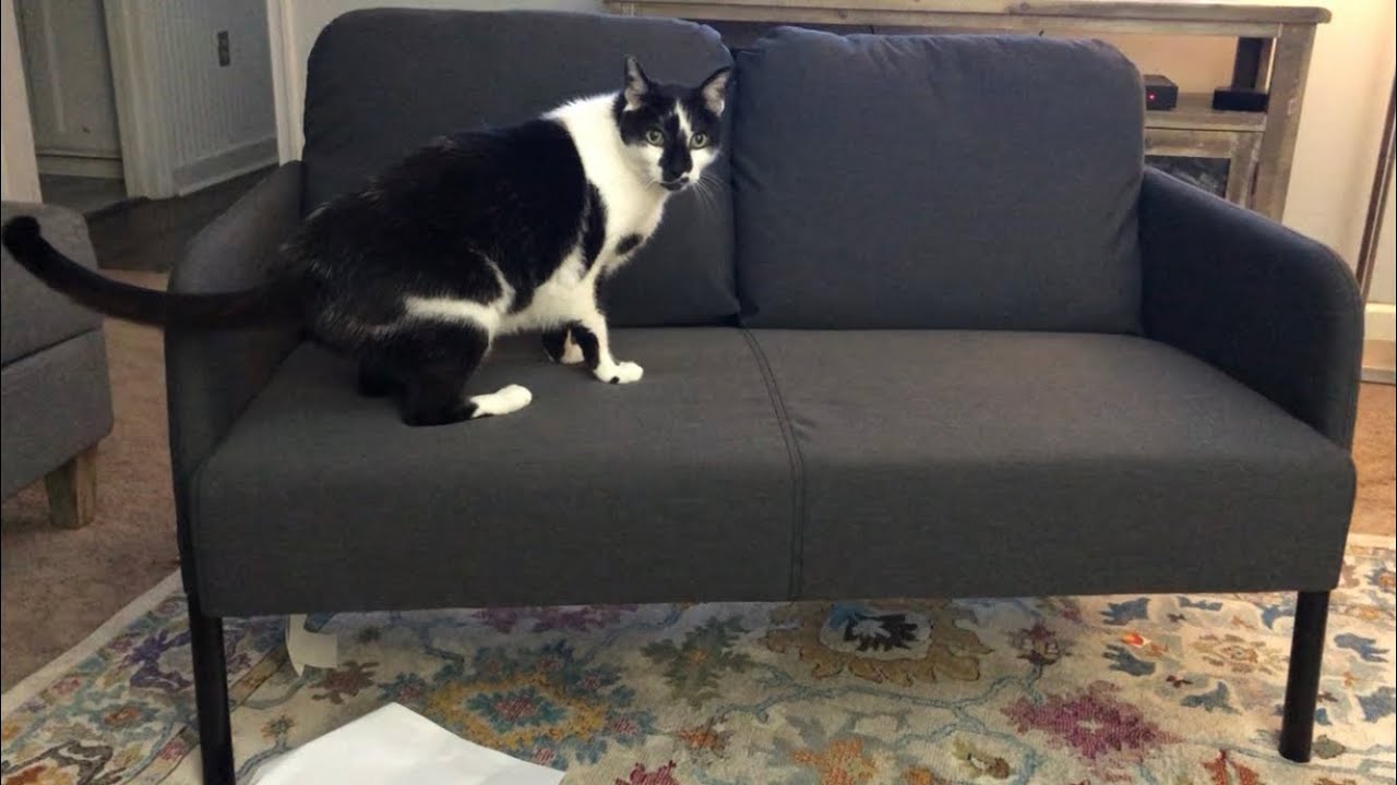 Leroy the Cat Puts Together Ikea Glostad Loveseat