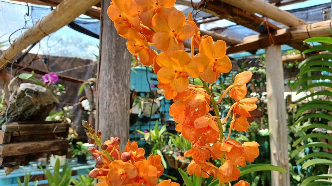 Como está o desenvolvimento das minhas orquídeas 