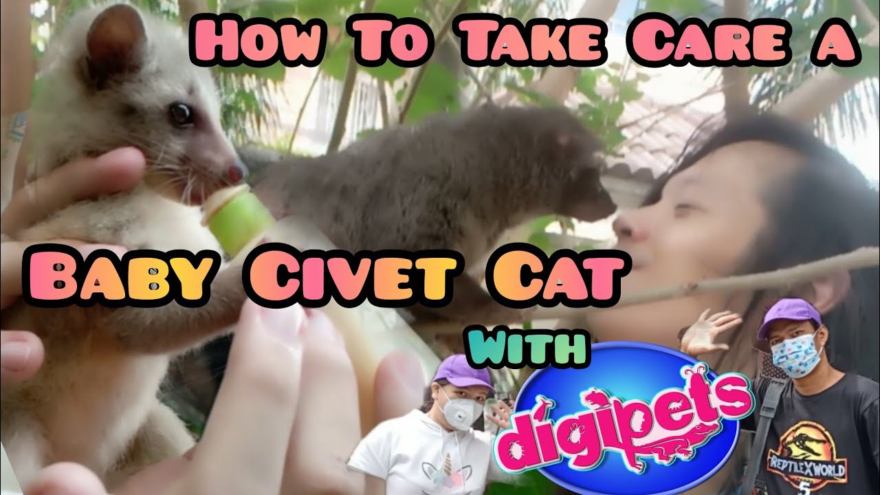 How to take care a Baby Civet Cat!