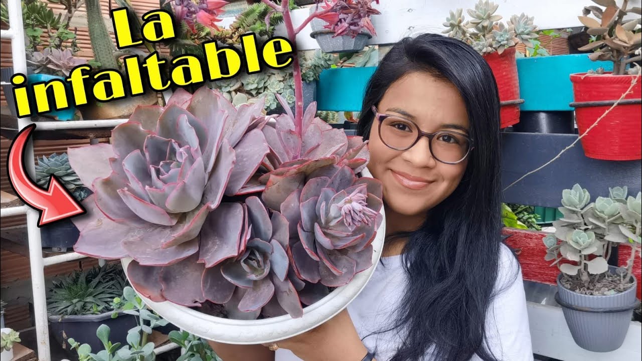 ECHEVERIA AFTERGLOW: todo lo que debes saber 🌱 | Jardines by Angie