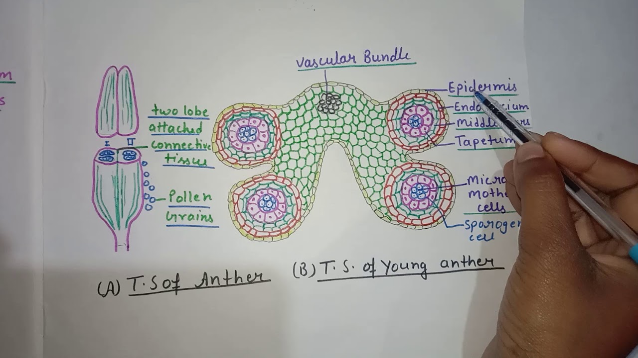 Structure of anther and Development of pollen sacs