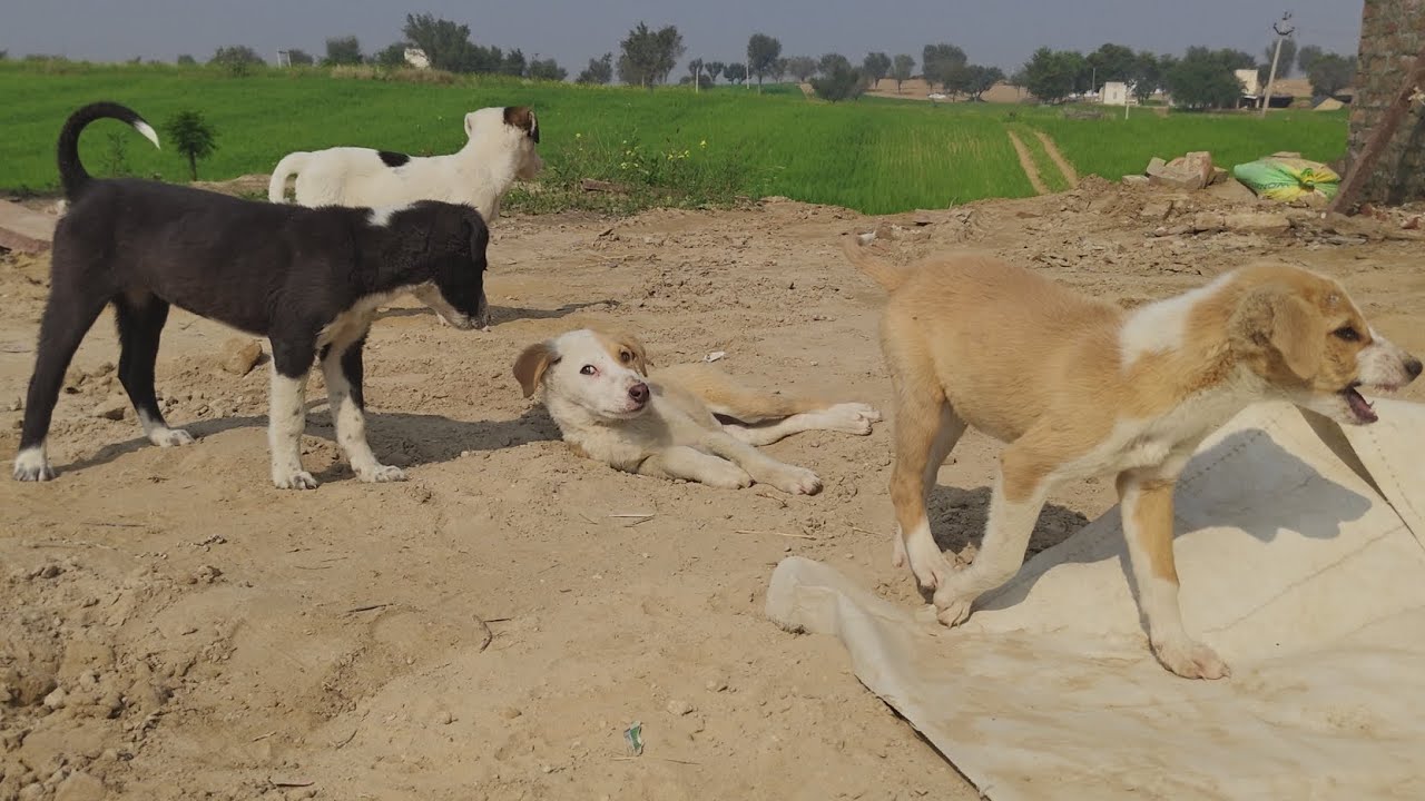 छोटे कूतो कि लड़ाई 🥰