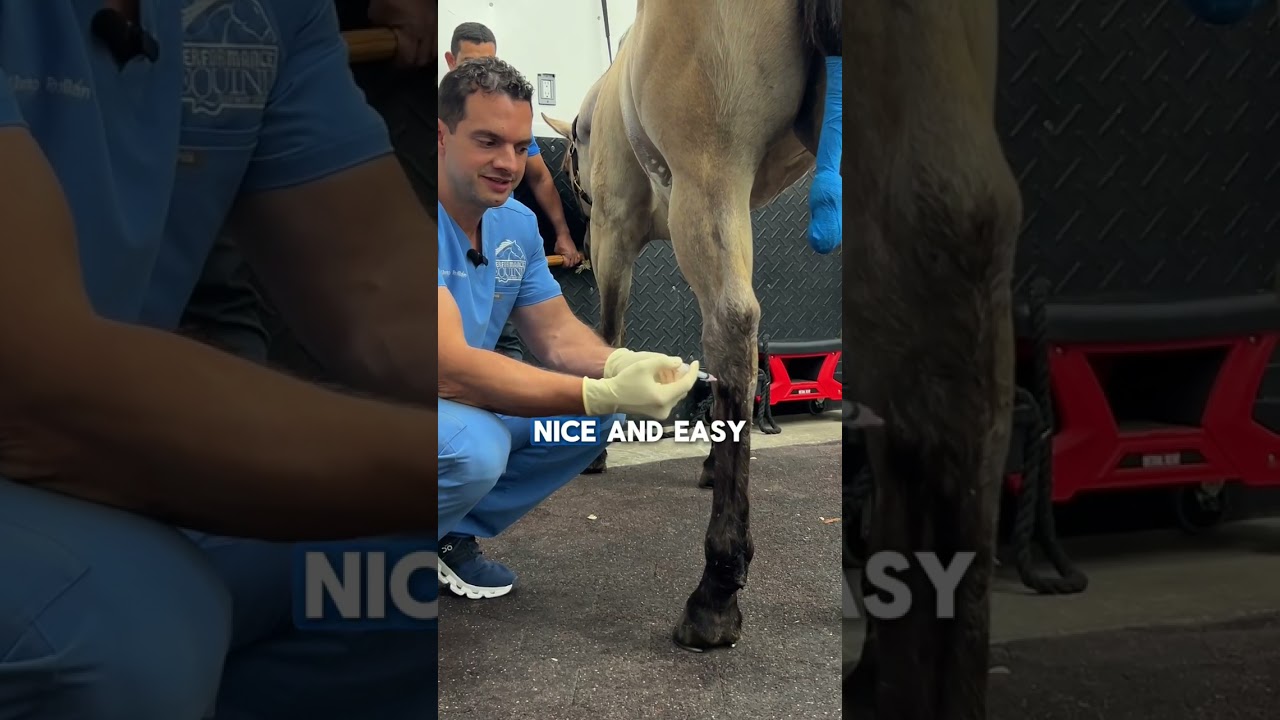 Tarsometatarsal and distal intertarsal joint injections 💉