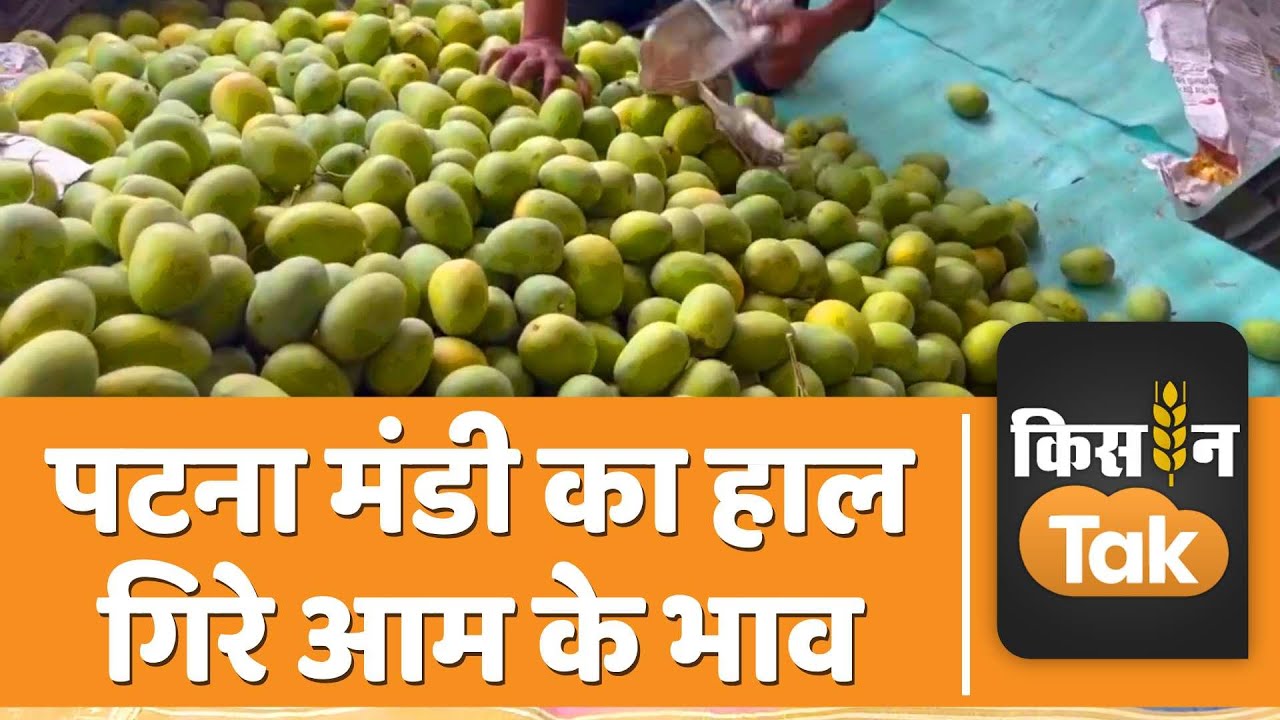 Patna Mandi: पटना की फल मंडी का क्या है हाल, किस आम की है ज्यादा मांग, देखें वीडियो | Kisan Tak
