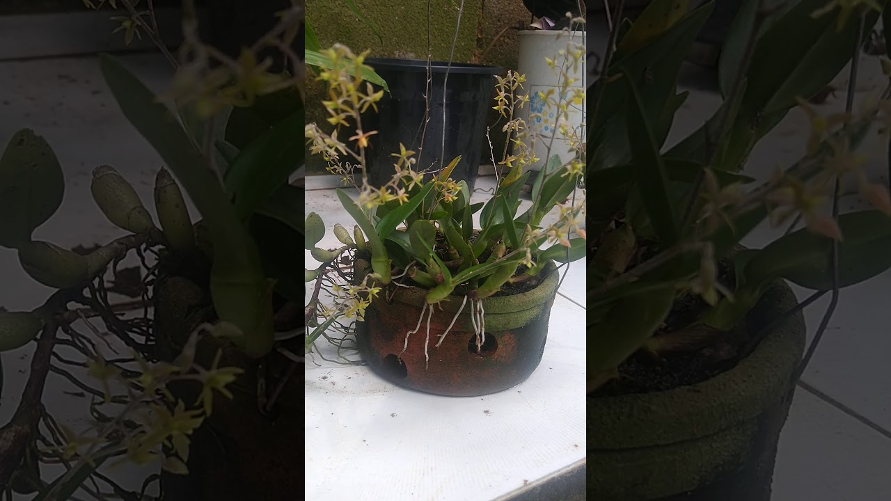 floração da mini orquidea lanium avícola