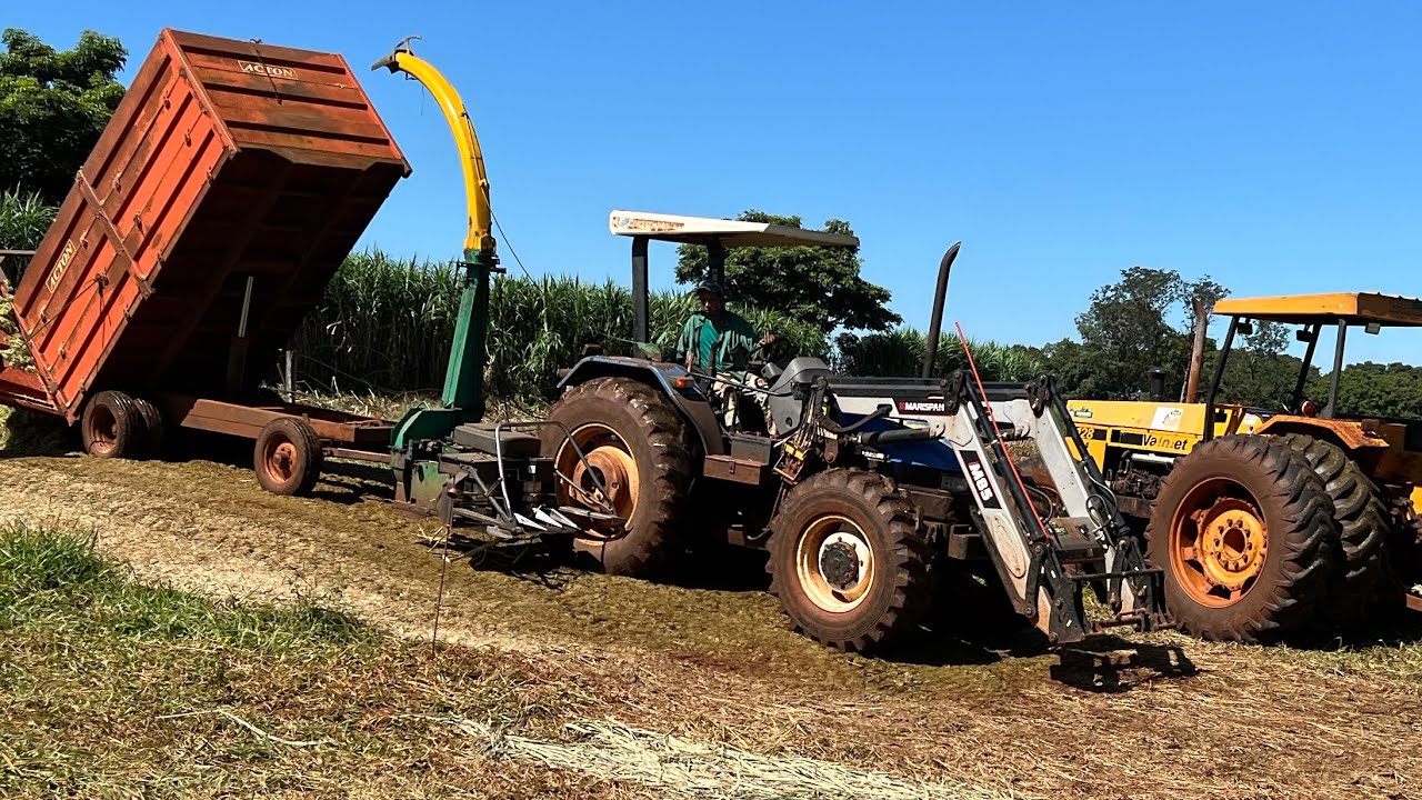 SILAGEM DE CAPIAÇU GIGANTE!!! A NOVA PLATAFORMA DEU CONTA??? DICAS PARA TURBINAR SUA ENSILADEIRA.